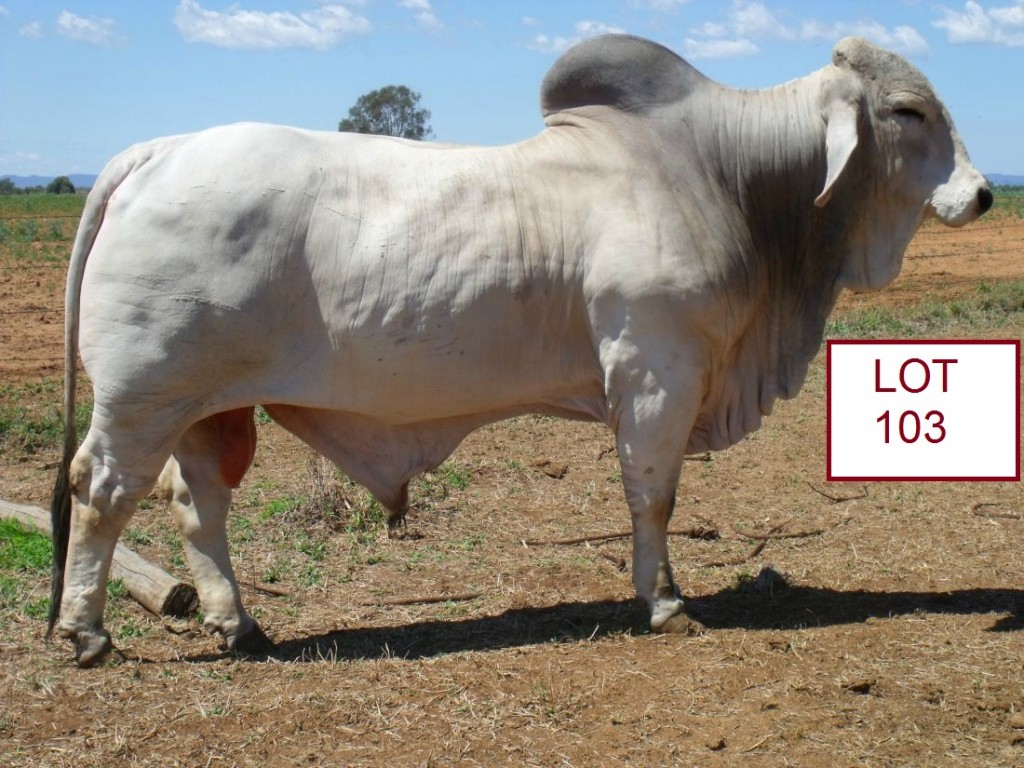 Garwin Brahman Stud Brahman Week Bulls. Jim Pola Digital Marketing