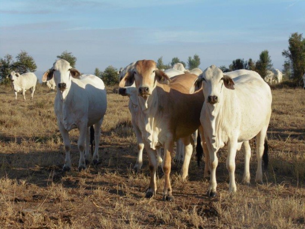 brahman cattle for sale in louisiana