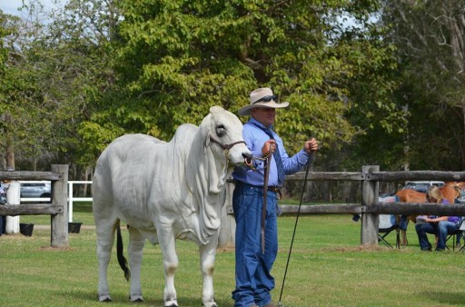 brahman cattle for sale in louisiana