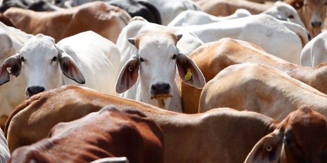 Indonesia's 200,000 and 300,000 head of cattle in the last quarter