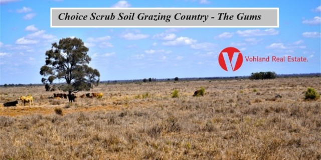  The Gums   Choice Scrub Soil Grazing Country 