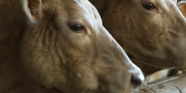 RSPCA must pay $1m for destroying cattle, appeal court rules
