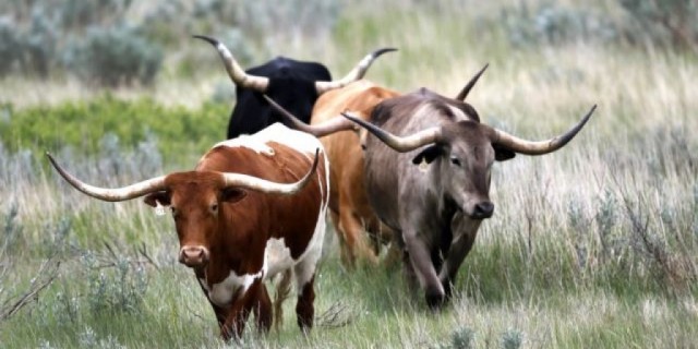 Cattle Replace Bison to Restore US Grassland Health