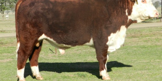 42nd Annual Ironbark Hereford Bull Sale