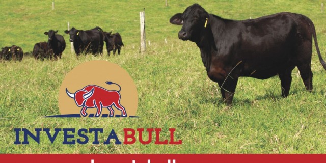 You can now afford the quality cattle you need!