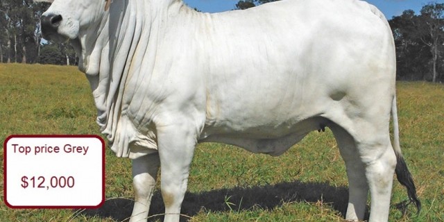 Gympie Female Sale Results 