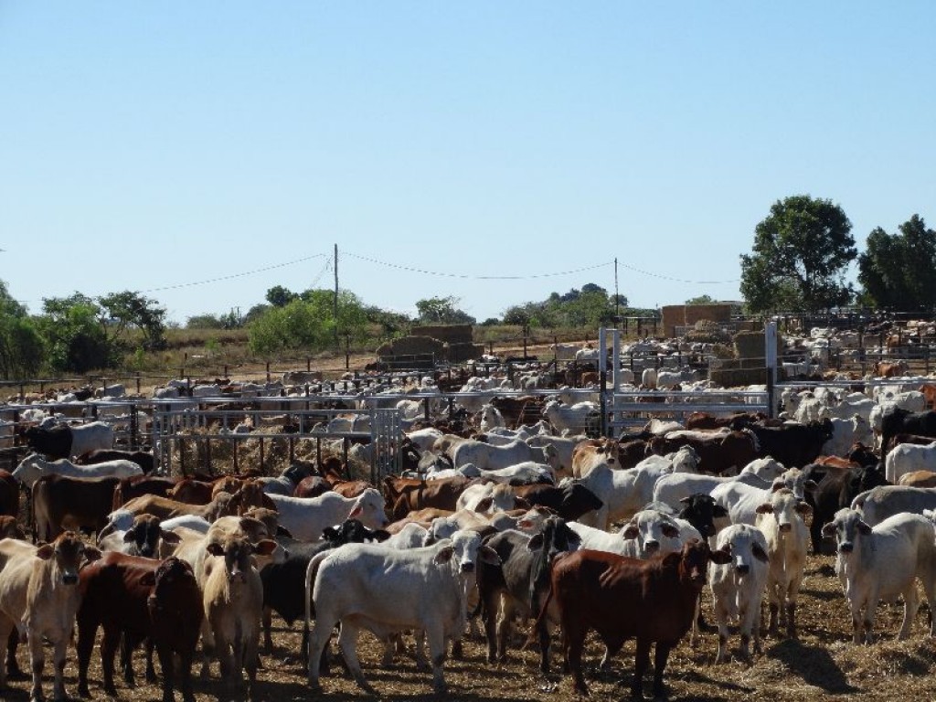 new research partnership to boost northern cattle industry cattle industry