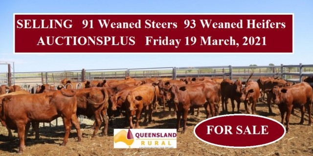 For Sale 91 Weaned Steers and 93 Weaned Heifers 