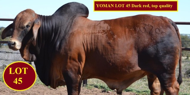 Yoman Stud Moura Bull Sale 2023 