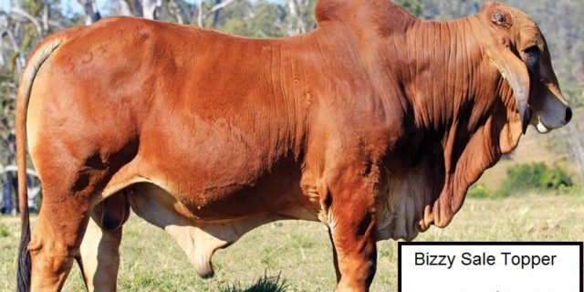 Great Result at the 7th Annual Bizzy Invitational Sale