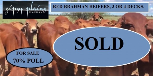 ALL CATTLE ARE SOLD Red Brahman Heifers 