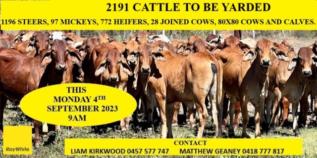 2191 CATTLE TO BE YARDED  