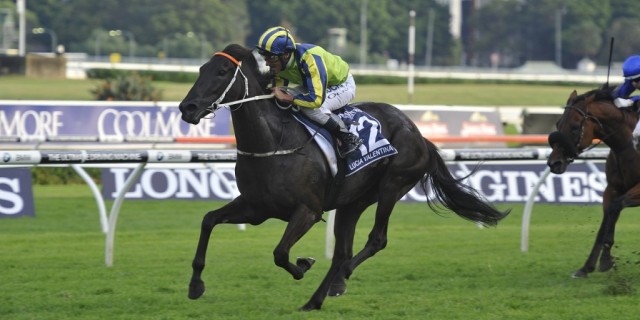Montjeu influence in four Sydney Group One winners