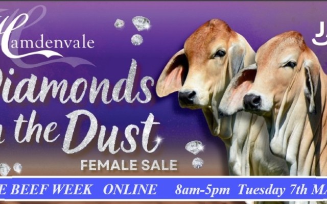  Hamdenvale Brahmans 'Diamonds In The Dust' Sale.