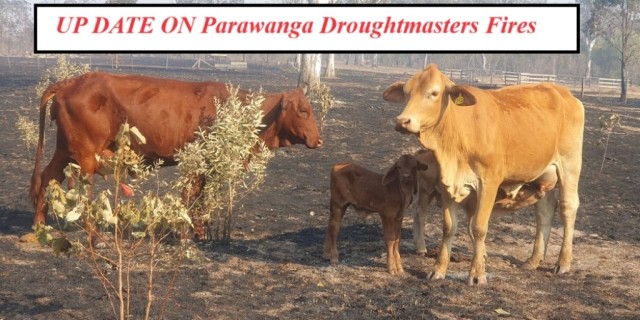 Parawanga Droughtmasters Up date 