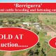 Go to ‘Berrigurra’