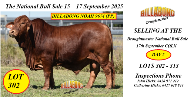 Billabong Droughtmasters National Sale Bulls 2025