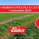 Go to 10,000 MERINO EWES PLUS CATTLE – FOR SALE