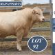 Go to Challambi  Charolais Longreach 2026