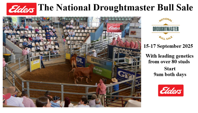 Droughtmaster National Sale 2025