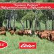 Seemore Pastures