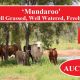 Go to ‘Mundaroo'