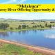 Melaleuca
