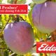 'Pacific Red Produce'