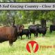 Bimbi  Scrub Soil Grazing Country.
