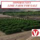 Go to Mixed Farming - Dimbulah QLD