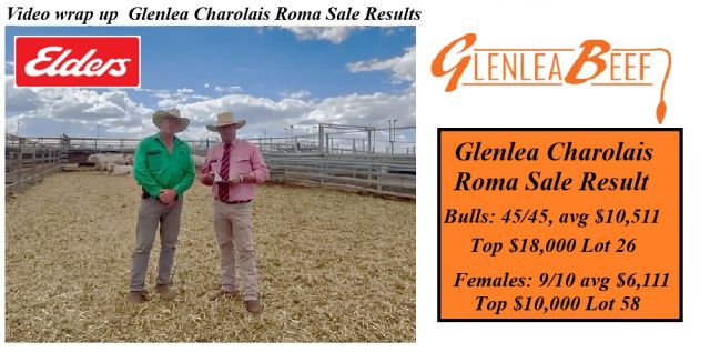 Glenlea Beef  Charolais Bull Sale Roma