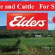 Cane and Cattle