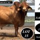 Kangarin Brahmans Bulls FAB Sale 2026