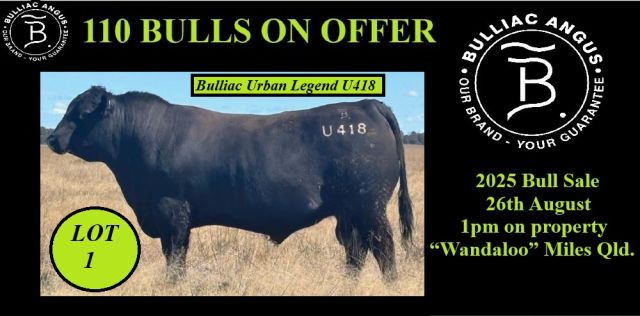Bulliac Angus Sale 2025