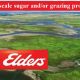 Large-scale sugar and/or grazing property