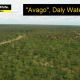 "Avago", Daly Waters