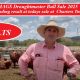 Go to MAGS Droughtmaster Bull Sale 2025
