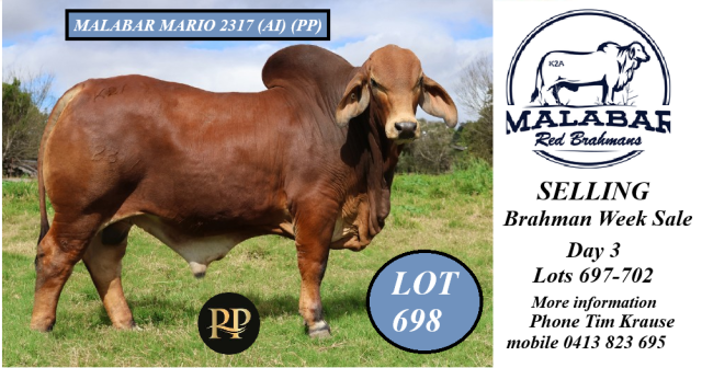 Malabar Red Brahmans Selling (RBW) 2025