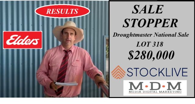 Droughtmaster National Sale 2025