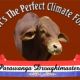 Parawanga Droughtmaster Stud