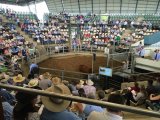 2016 National Droughtmaster Sale