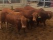 2016 National Droughtmaster Sale