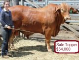 National Droughtmasters Sale