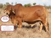 Clermont Beef Bull Sale