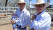 Moura Bull Sale