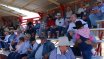 Moura Bull Sale
