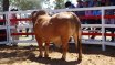 Moura Bull Sale