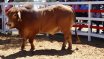 Moura Bull Sale
