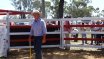 Moura Bull Sale