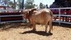 Moura Bull Sale